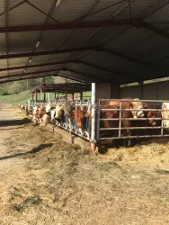 Kühe im offenen Freilaufstall