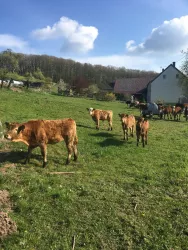 Kälber auf der Weide
