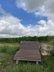 Eine moderne Holzbank steht im Grünen vor einem Weinberg. Der Himmel ist bewölkt und der Landschaft verleiht er eine ruhige Atmosphäre.