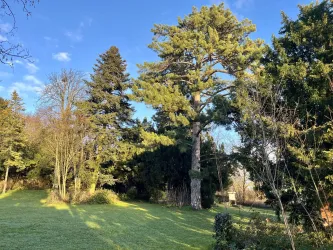 Blick auf den alten Baumbestand des Golsenparks.