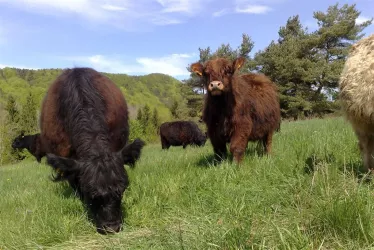 Galloway