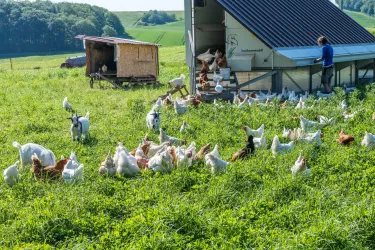 Eine grüne Wiese mit vielen Hühnern und Ziegen. Im Hintergrund steht ein kleines Huhnhaus und eine Person kümmert sich um die Tiere.