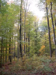 Wald
