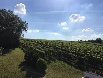 Weinberge