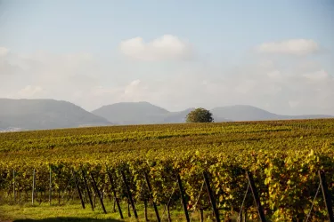 Weinreben (© Weingut Fritz Klein)