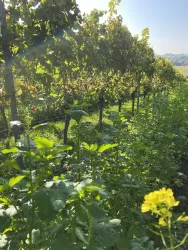 Weinreben Bild Nr. 2