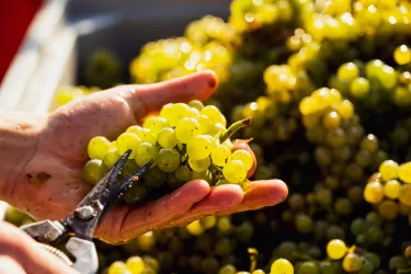 Weintrauben (© Weingut Fritz Klein)