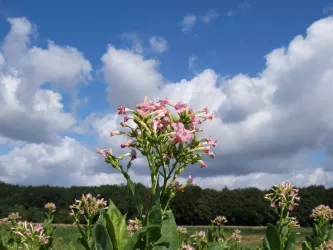 Tabakrundweg Hatzenbühl (© Ortsgemeinde Hatzenbühl)