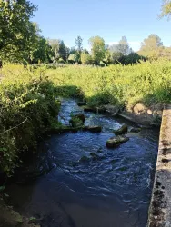 Fischtreppe Erlenbach