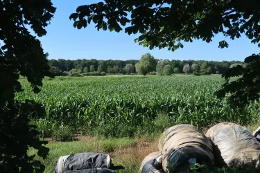 Bei Erlenbach Pfalz