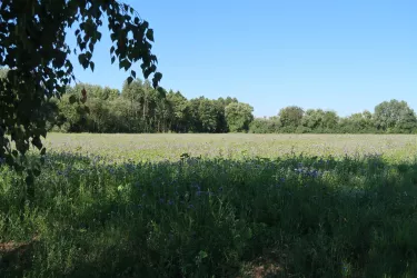 Wiese bei Erlenbach