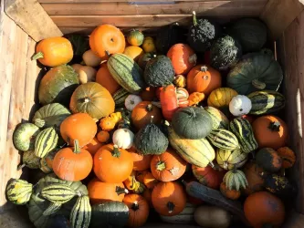 Kürbisse (© Marktstand Familie Schönung)