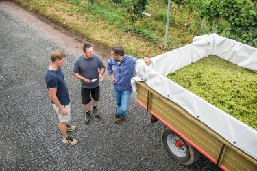 Drei Männer stehen an einem Anhänger, der mit Trauben beladen ist. Sie diskutieren und scheinen über die Ernte zu sprechen.