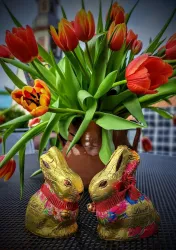Zwei goldene Schokoladenkaninchen stehen neben einem Topf mit bunten Tulpen. Der Hintergrund zeigt eine entspannte Umgebung.