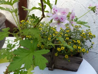 Blühwunder auf der Terrasse (2)