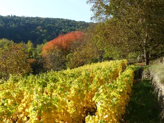 Pfälzische Herbstfarben