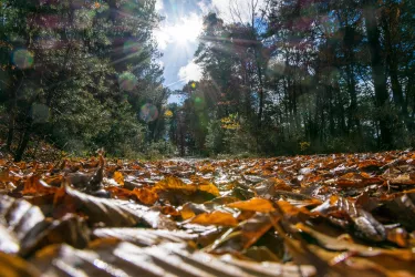 Herbstwald (© Volker Fleckser)