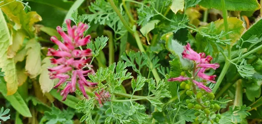 Eine Pflanze mit pinken Blüten und grünem Blattwerk. Die Blüten sind an einem Stängel gruppiert und wachsen im Freien.