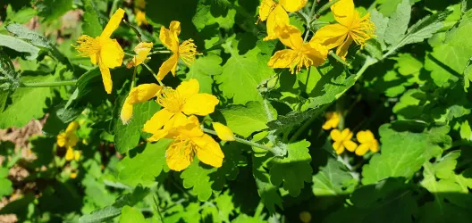 Eine Pflanze mit leuchtend gelben Blüten und grünen Blättern. Die Blumen sind in einem dicht bewachsenen Bereich angeordnet.