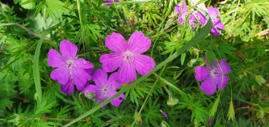 Eine Gruppe von lebendigen, rosa Blumen umgeben von grünem Blattwerk. Die Blumen strahlen Frische und Natürlichkeit aus.
