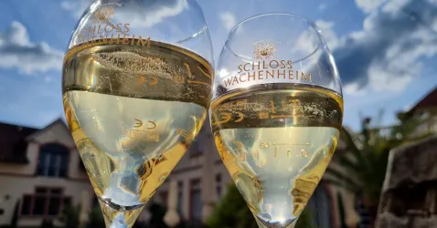 Zwei Weingläser mit Weißwein stehen vor einem klaren Himmel. Im Hintergrund ist das Schloss Wachenheim zu sehen.