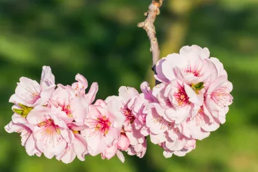 Mandelblüte 3 (© TI Wachenheim)