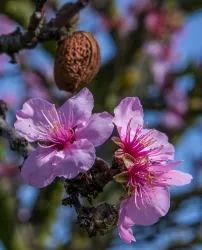 Mandelblüte 1 (© TI Wachenheim)