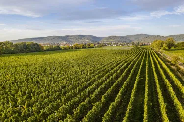 Eine weitläufige Weinlandschaft mit geraden Reihen von Weintrauben. Im Hintergrund sind sanfte Hügel und ein klarer Himmel zu sehen.