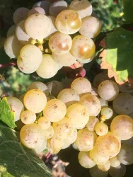 Ein Bund von reifen, hellen Trauben wächst an einer Weinrebe. Die Trauben sind rund und glänzend, umgeben von grünen Blättern.