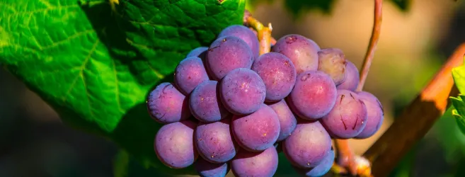 Eine Traube mit vielen lila Beeren hängt an einer grünen Weinrebe. Die Trauben sind saftig und frisch.