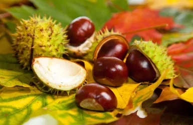 Kastanien (© TI Wachenheim)