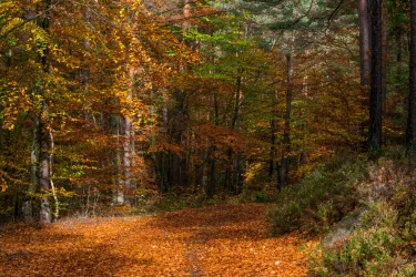 Herbstwald2 (© TI Wachenheim)