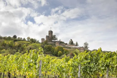 Eine malerische Weinlandschaft mit Reben im Vordergrund und einer alten Burg auf einem Hügel. Der Himmel ist bewölkt und die Natur ist grün und lebendig.