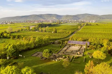 Eine grüne Landschaft mit Weinbergen und sanften Hügeln ist zu sehen. Im Vordergrund befinden sich Ruinen in einer parkähnlichen Umgebung.