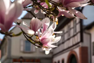 Frühling in Göllheim (© Kurt Lahr)