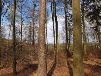 Blick vom Höhenwanderweg auf Burg Gräfensteins