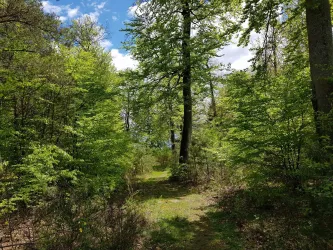 Pfad zum Trifelsblick