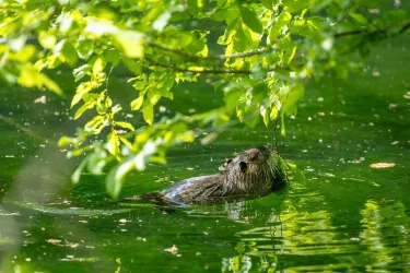 Nutria am Annaweiher