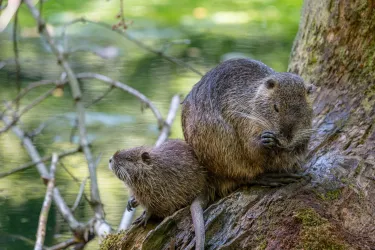 Nutrias