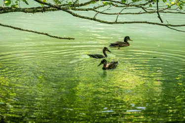 Enten im Waschtal