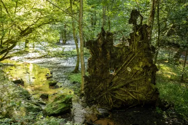 Wurzel eines umgestürzten Baums im Waschtal