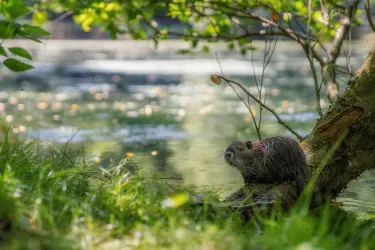 Nutria am Annaweiher