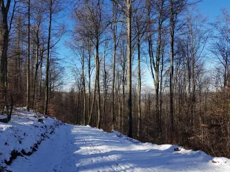 Aufstieg zum Kurzelberg