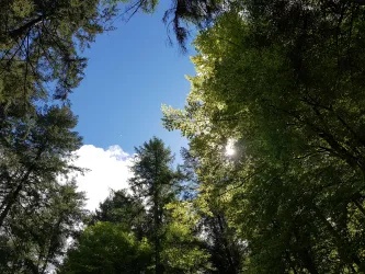 Wald nahe des Opferstein