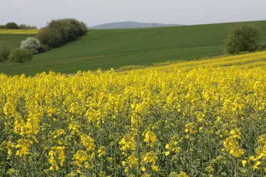 Ein weitläufiges Feld mit leuchtend gelben Rapsblüten. Im Hintergrund sind sanfte grüne Hügel und Bäume zu sehen.