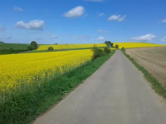Eine ländliche Straße führt durch weite Felder voller gelber Rapsblüten. Am Horizont sind einige Windräder und ein blauer Himmel mit wenigen Wolken zu sehen.