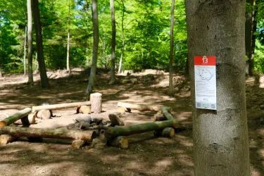 Ein Lagerfeuerplatz im Wald mit Holzstämmen im Kreis und einem Baum, an dem ein Informationsschild hängt. Die Umgebung ist grün und sonnig.
