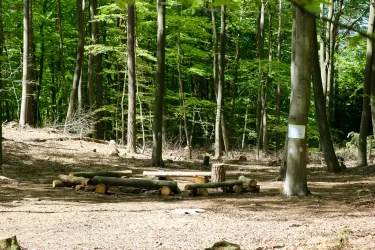 Ein ruhiger Platz im Wald mit einem Kreis aus Baumstämmen. Die Umgebung ist grün und sonnig, ideal für eine Pause in der Natur.