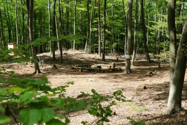 Ein ruhiger Wald mit vielen Bäumen. In der Mitte befindet sich ein kleiner Platz mit einem Lagerfeuerbereich.