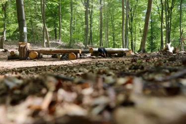 Ein ruhiger Wald mit grünen Bäumen und umgestürzten Baumstämmen. Der Boden ist mit Erde und kleinen Ästen bedeckt.
